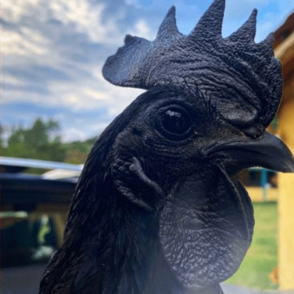 Huevos fértiles Ayam Cemani