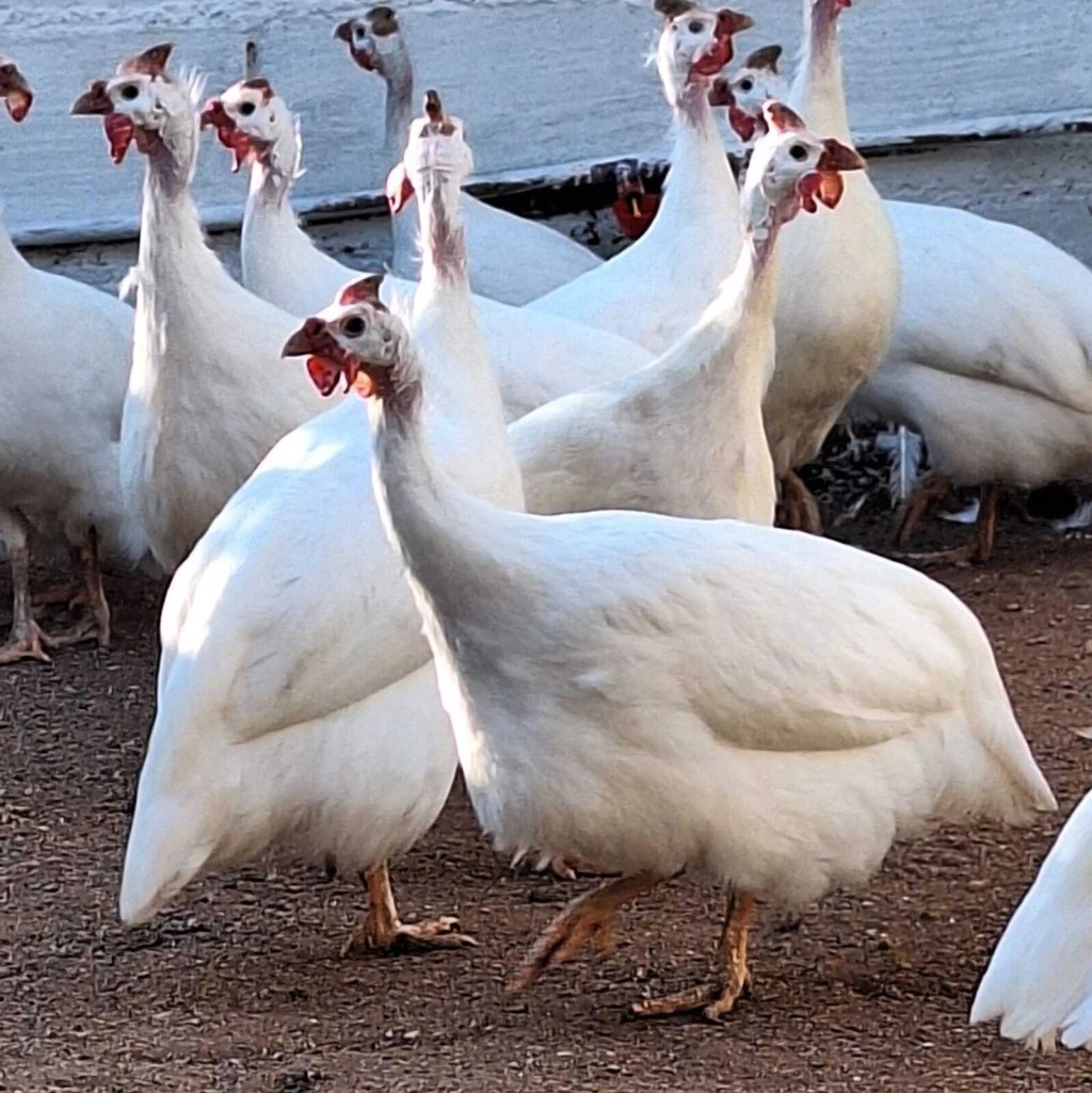 Huevos fértiles Gallina de Guinea (Angola)