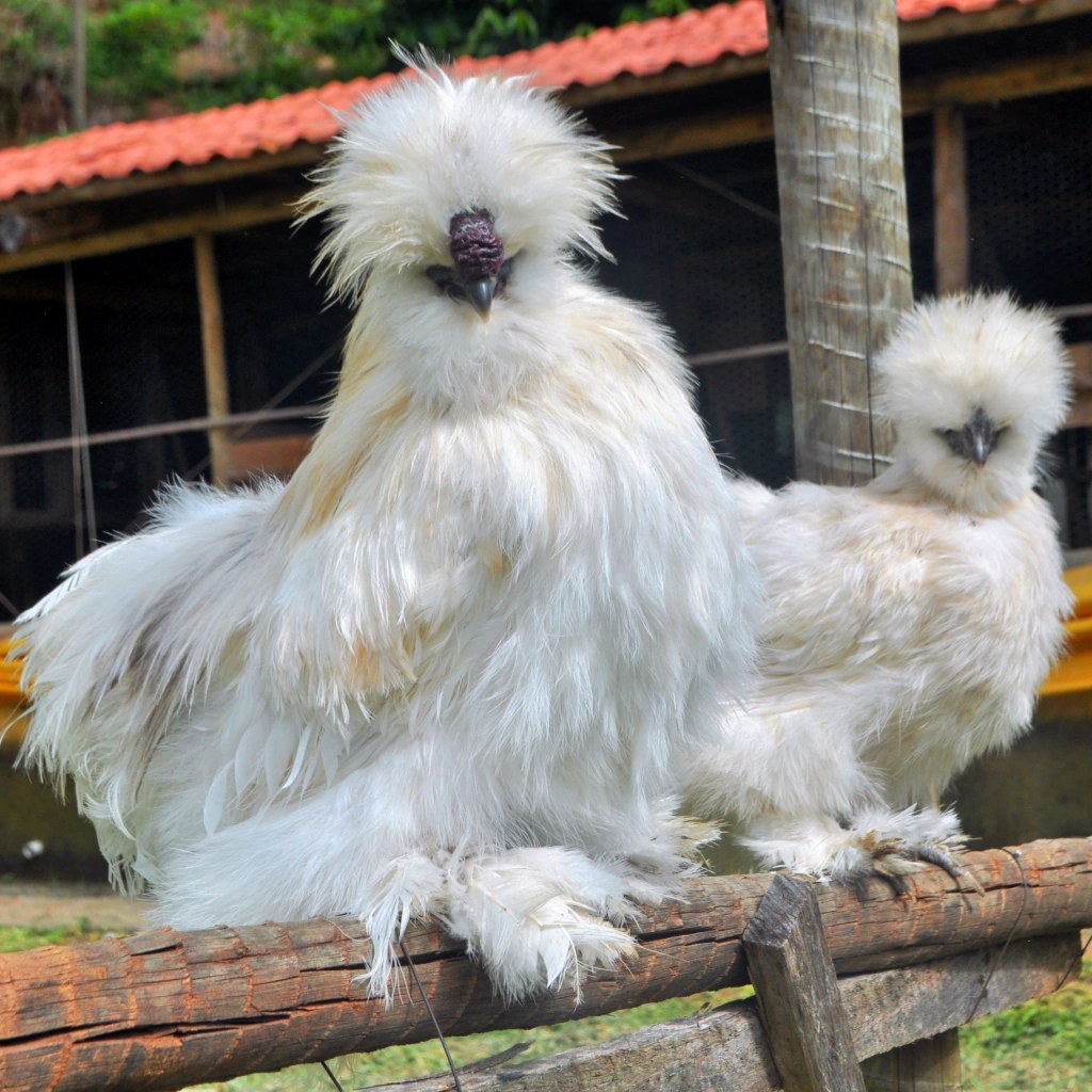 Huevos fértiles Sedosa del Japón