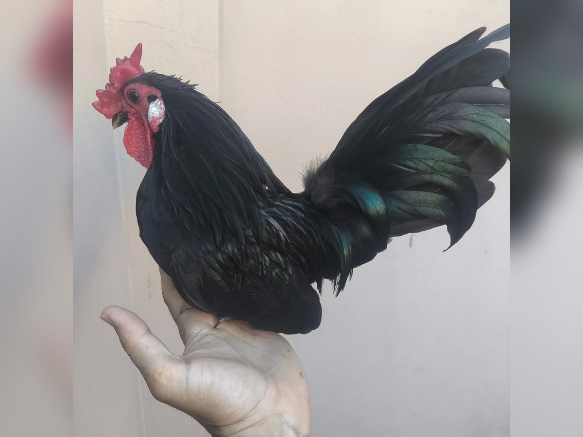 Huevos fértiles Bantam (Garnisé)