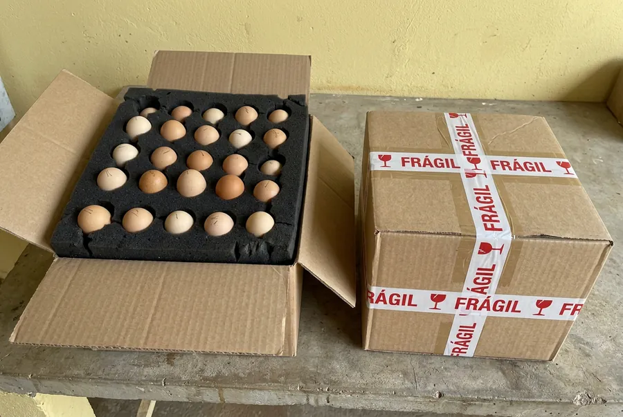 Huevos acomodados individualmente en espuma negra dentro de la caja cerrada con cinta de frágil